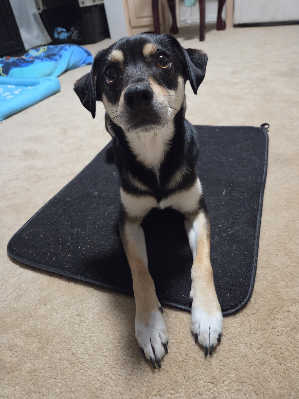 Padded Black Mat for Pets - Rest Pad